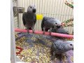 adorable-african-grey-parrots-small-0