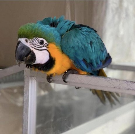 beautiful-harlegold-macaw-parrots-big-0