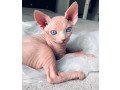 two-beautiful-sphynx-kittens-offered-small-0