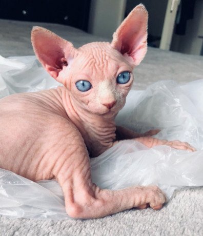 two-beautiful-sphynx-kittens-offered-big-0