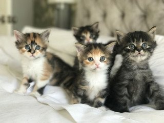 Maine Coon Babies Ready for new homes