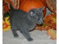 stunning-full-pedigree-russian-blue-kittens-small-0