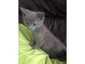 stunning-full-pedigree-russian-blue-kittens-small-1