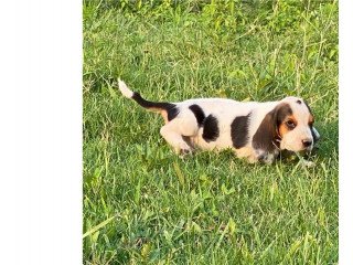 Adorable basset Houn Puppies for Sale