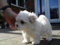 teacup-maltese-puppies-for-sale-small-0
