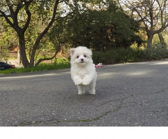 teacup-maltese-puppies-for-sale-big-1