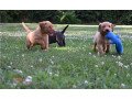 beautiful-labrador-puppies-for-sale-small-0