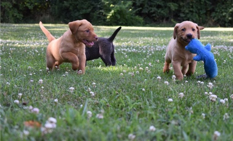 beautiful-labrador-puppies-for-sale-big-0