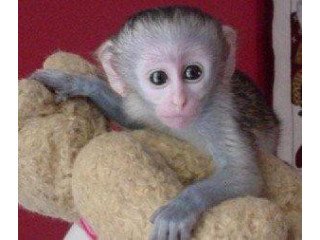 Lovely Baby Capuchin Monkeys For Sale