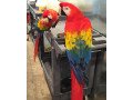 beautiful-harlegold-macaw-parrots-small-0