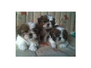 Awesome Shih Tzu Puppies Ready Now.