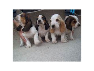 Adorable Kc Registered Basset Hound Puppies