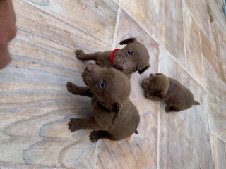 Chocolate Patterdale Terriers