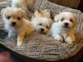 maltese-puppies-small-0