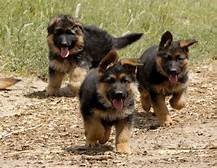 german-shepherd-puppies-big-0