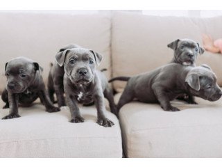 Blue Puppies Staffordshire Bull Terrier