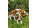 cavalier-king-charles-spaniel-puppies-small-0