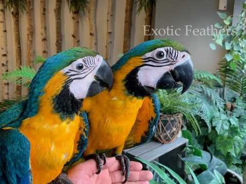 hand-reared-blue-gold-macaws-parrots-for-sale-big-0