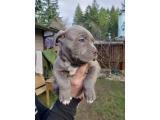 Marvelous Pitbull Puppies For Sale