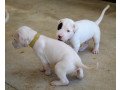 dogo-argentino-puppies-for-sale-small-0