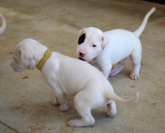 dogo-argentino-puppies-for-sale-big-0