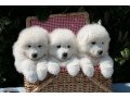 beautifull-samoyed-dogs-for-sale-small-0