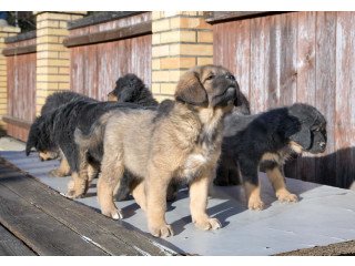 Tibetan Mastiff Puppies For Sale