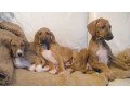 azawakh-puppies-for-sale-small-0