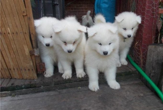 samoyed-puppies-for-sale-big-0