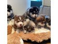 affectionate-pomsky-puppies-available-for-new-home-small-0