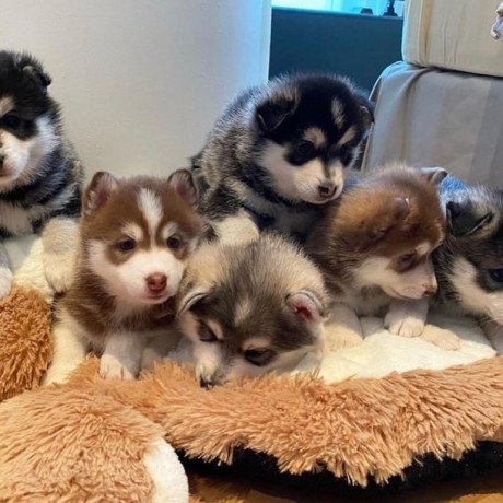 affectionate-pomsky-puppies-available-for-new-home-big-0