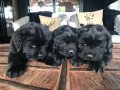 newfoundland-puppies-for-new-home-small-0