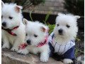 excellent-west-highland-terrier-puppies-small-0