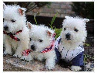 Excellent West Highland Terrier Puppies