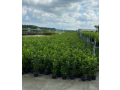 discount-garden-posting-for-11-years-laurel-hedging-buy-direct-lots-available-in-stock-from-only-7-each-small-0