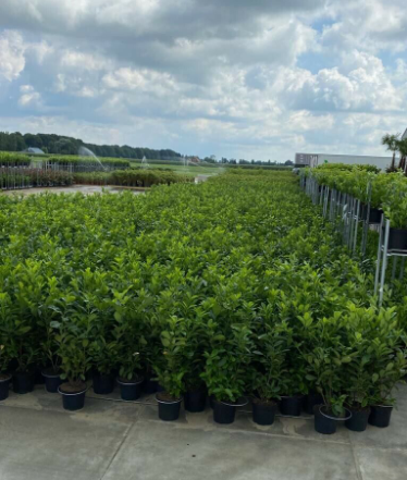 discount-garden-posting-for-11-years-laurel-hedging-buy-direct-lots-available-in-stock-from-only-7-each-big-0