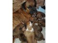boxer-puppies-small-0