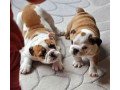 outstanding-english-buldog-puppies-for-sell-small-0