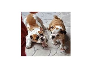 Outstanding english buldog puppies for sell