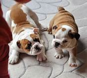 outstanding-english-buldog-puppies-for-sell-big-0