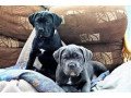 cane-corso-puppies-contact-on-email-small-0