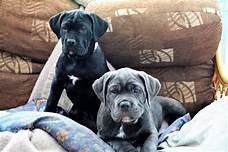 cane-corso-puppies-contact-on-email-big-0
