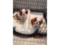 cavalier-kingcharles-spaniel-puppies-for-sale-small-0