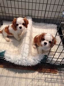 cavalier-kingcharles-spaniel-puppies-for-sale-big-0