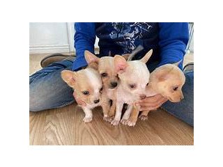Chihuahua Pups FOR Sale
