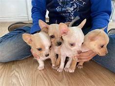 chihuahua-pups-for-sale-big-0