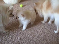 absolute-cute-healthyvet-checkedvaccinated-pom-puppies-small-0