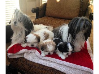 Shih Tzu puppies available for sale