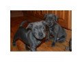 kc-regace-malesfemales-blue-staffy-puppies-pending-waiting-for-new-homes-small-0