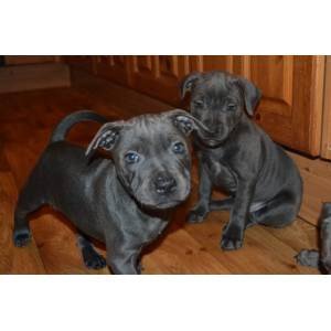 kc-regace-malesfemales-blue-staffy-puppies-pending-waiting-for-new-homes-big-0